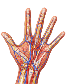 Microvascular Surgery